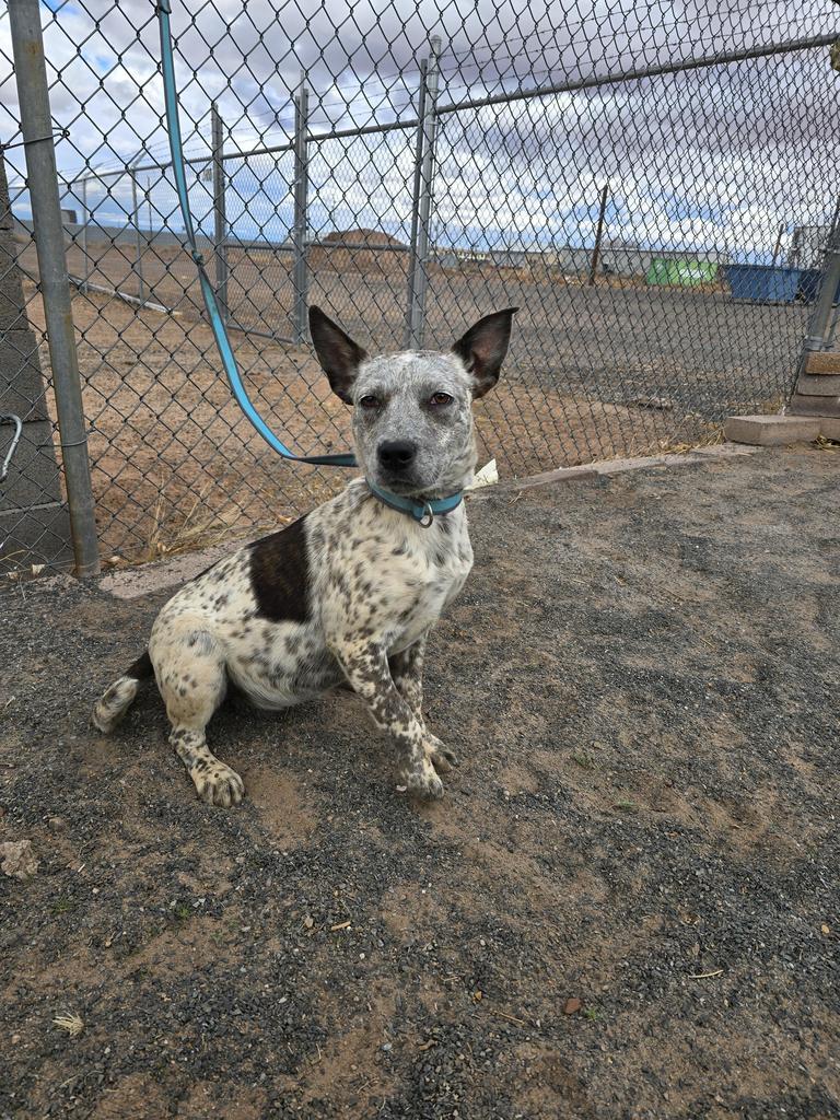 Madame, an adoptable Cattle Dog in Holbrook, AZ, 86025 | Photo Image 1