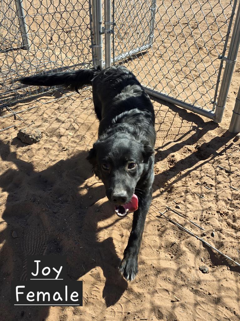 Joy, an adoptable Border Collie, Shepherd in Holbrook, AZ, 86025 | Photo Image 1