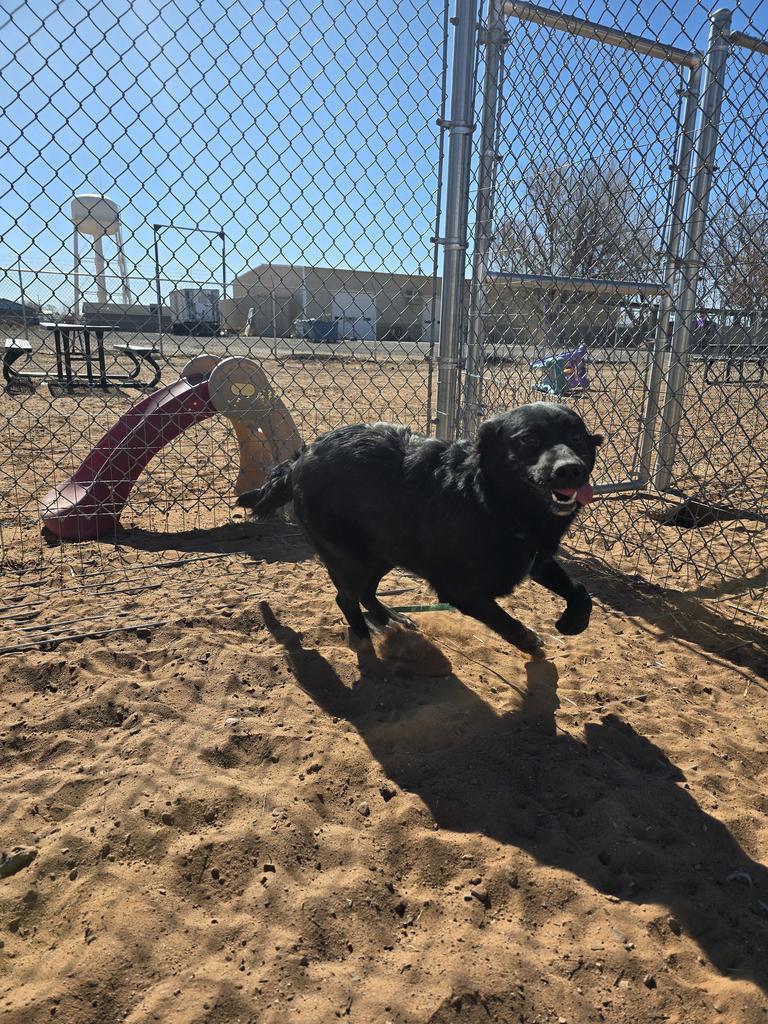 Joy, an adoptable Border Collie, Shepherd in Holbrook, AZ, 86025 | Photo Image 2
