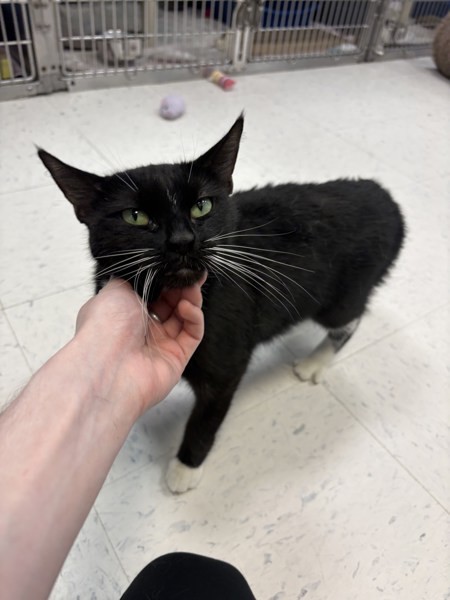 Norma Jean