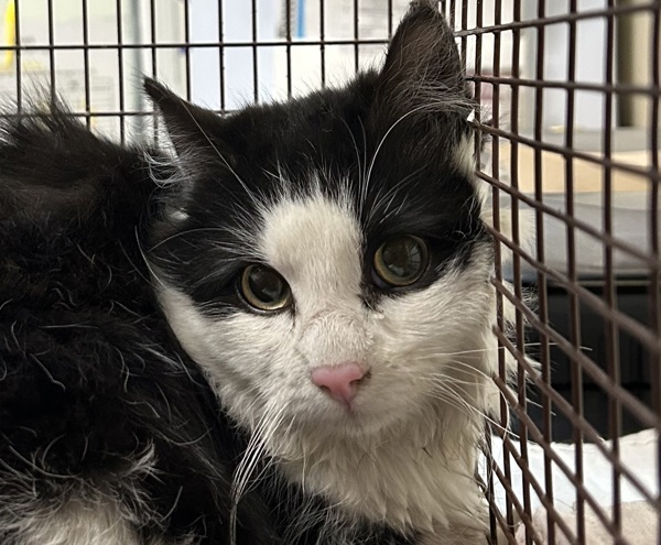 Groucho, an adoptable Domestic Medium Hair in Spokane Valley, WA, 99212 | Photo Image 1