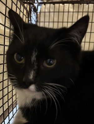 Primary Color Tuxedo Weight 6lbs Animal has been Spayed