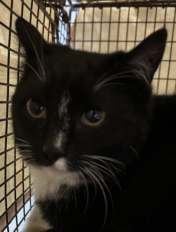 Scraggle, an adoptable Domestic Medium Hair in Spokane Valley, WA, 99212 | Photo Image 1