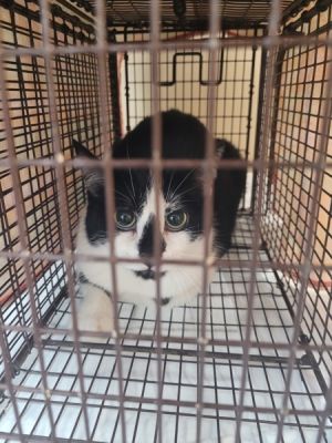 Primary Color Black Secondary Color White Weight 8125lbs Animal has been Spayed