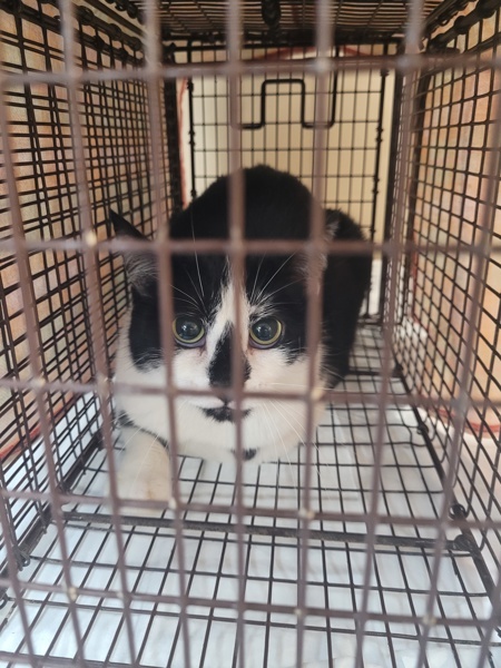 Rachel, an adoptable Domestic Short Hair in Spokane Valley, WA, 99212 | Photo Image 1