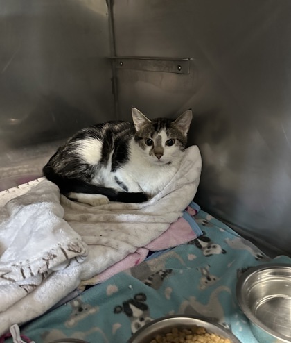 Midge, an adoptable Domestic Short Hair in Rhinelander, WI, 54501 | Photo Image 1