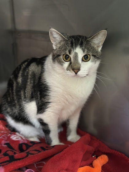 Midge, an adoptable Domestic Short Hair in Rhinelander, WI, 54501 | Photo Image 1