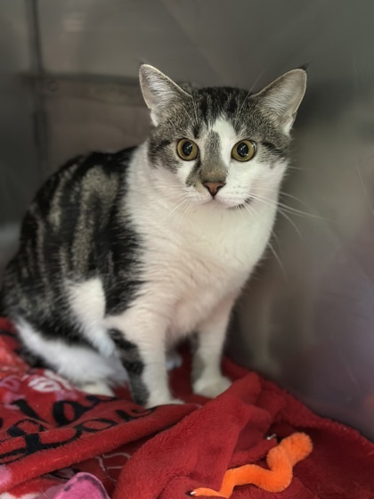 Midge, an adoptable Domestic Short Hair in Rhinelander, WI, 54501 | Photo Image 2
