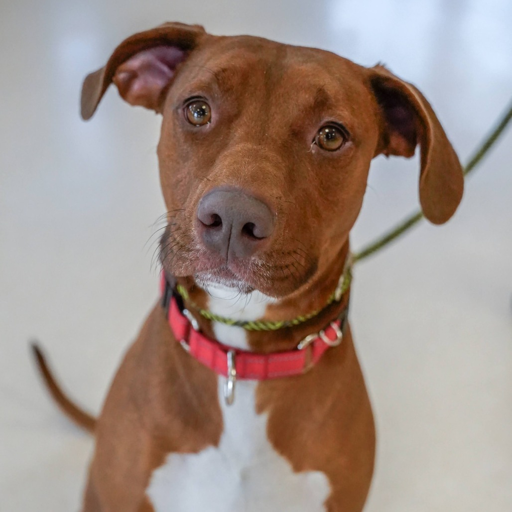 Rex, an adoptable Vizsla, Hound in Thomaston, ME, 04861 | Photo Image 1