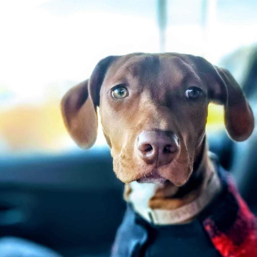 Rex, an adoptable Vizsla, Hound in Thomaston, ME, 04861 | Photo Image 2