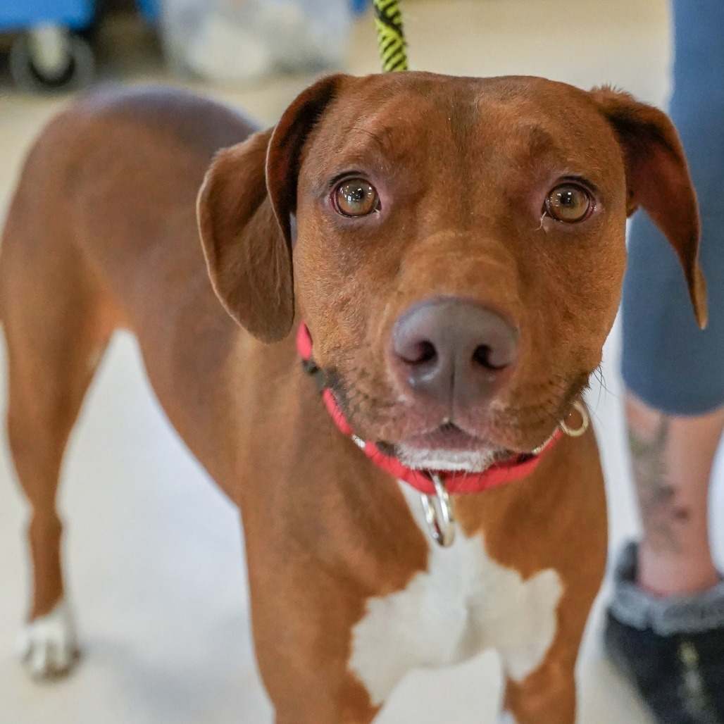 Rex, an adoptable Vizsla, Hound in Thomaston, ME, 04861 | Photo Image 3
