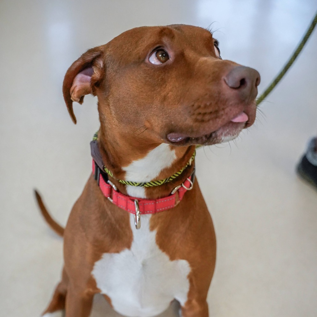 Rex, an adoptable Vizsla, Hound in Thomaston, ME, 04861 | Photo Image 4
