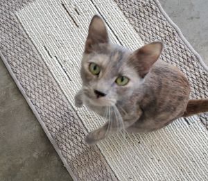 Tiffany, Adult Female unknown