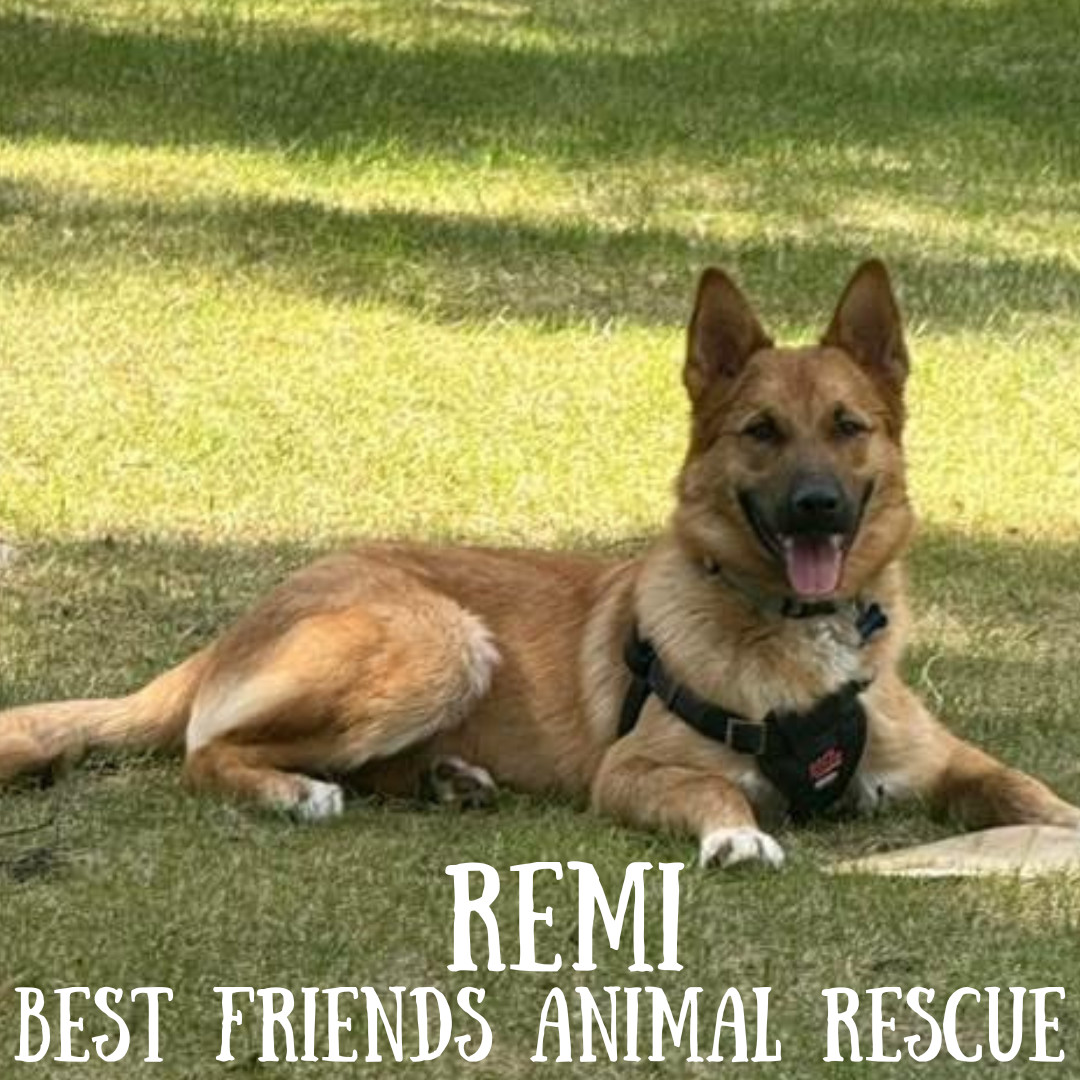 Remi, an adoptable Belgian Shepherd / Malinois in Wasilla, AK, 99654 | Photo Image 1