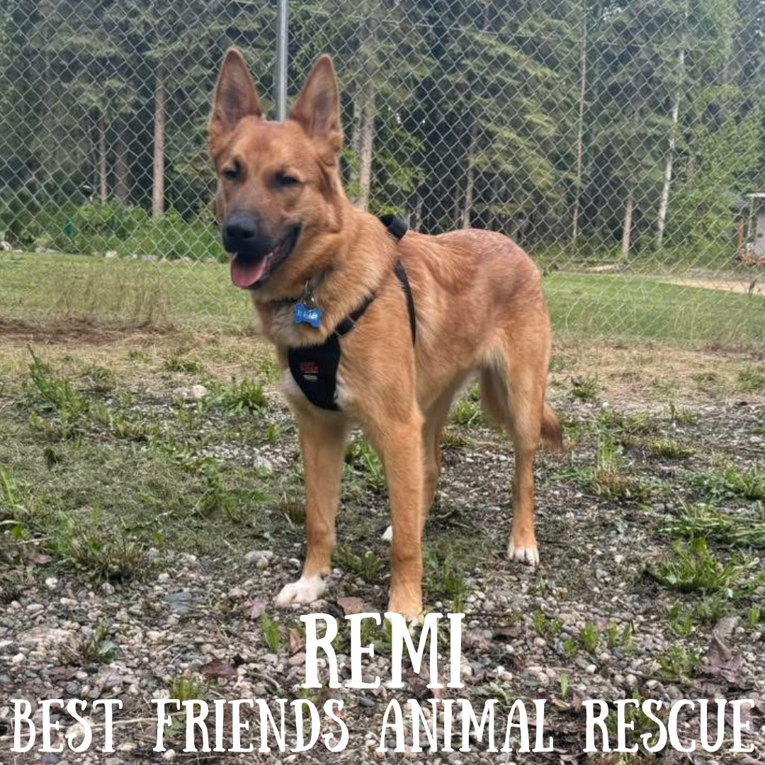 Remi