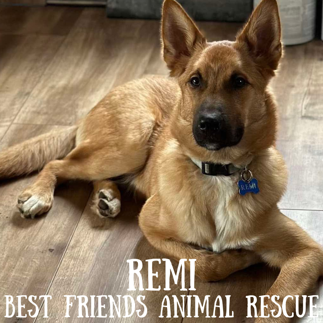 Remi, an adoptable Belgian Shepherd / Malinois in Wasilla, AK, 99654 | Photo Image 2