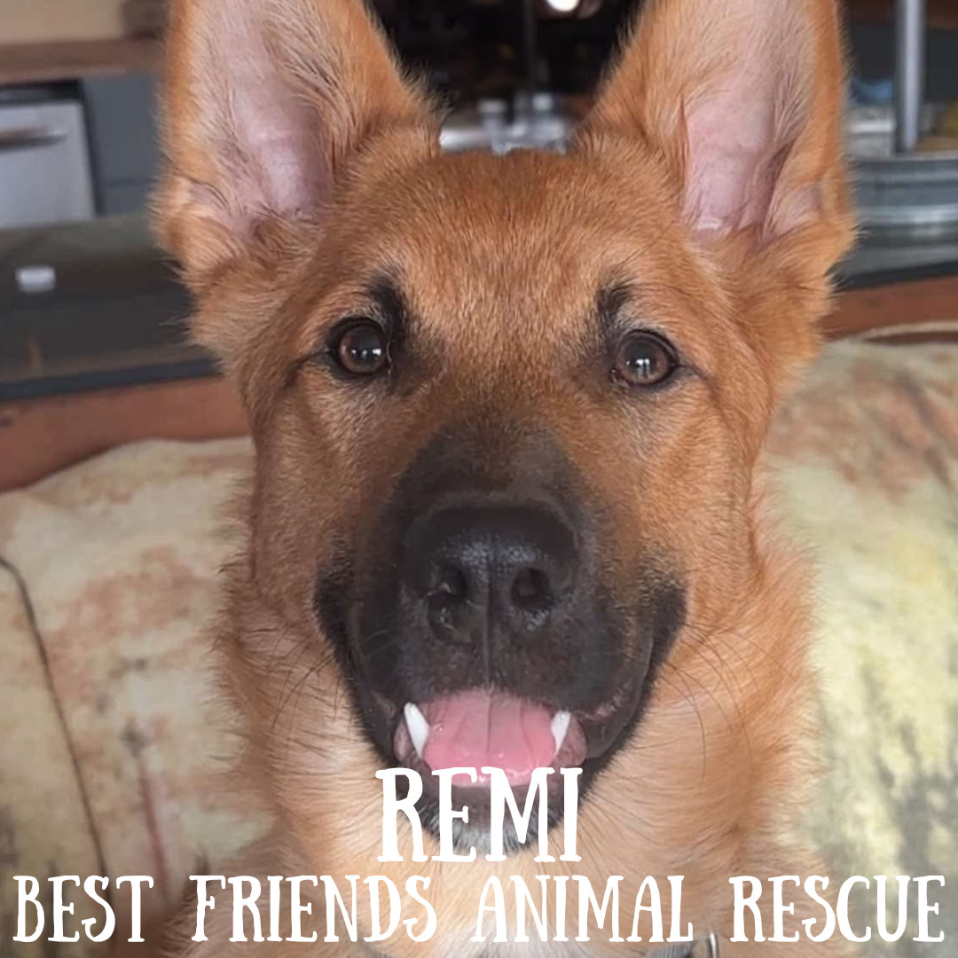 Remi, an adoptable Belgian Shepherd / Malinois in Wasilla, AK, 99654 | Photo Image 3