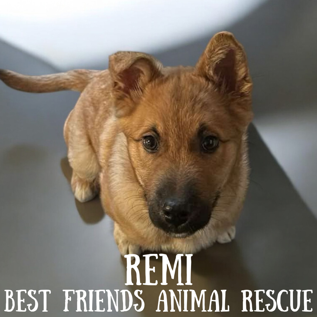 Remi, an adoptable Belgian Shepherd / Malinois in Wasilla, AK, 99654 | Photo Image 4