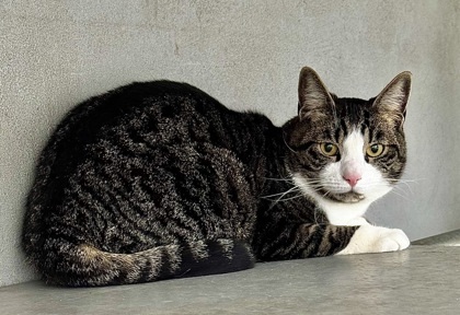 Trumpet, an adoptable Domestic Short Hair in Walla Walla, WA, 99362 | Photo Image 2