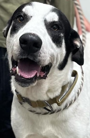 Andreas, an adoptable Akbash, Mixed Breed in La Harpe, KS, 66751 | Photo Image 1