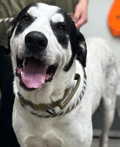Andreas, an adoptable Akbash, Mixed Breed in La Harpe, KS, 66751 | Photo Image 2