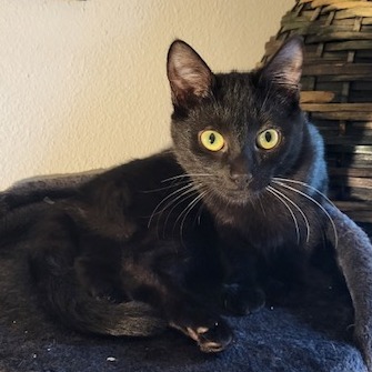 Lulu, an adoptable Domestic Short Hair in Estacada, OR, 97023 | Photo Image 1