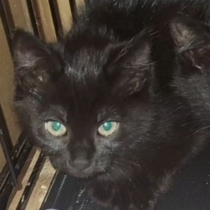 Lola, an adoptable Domestic Short Hair in Estacada, OR, 97023 | Photo Image 1