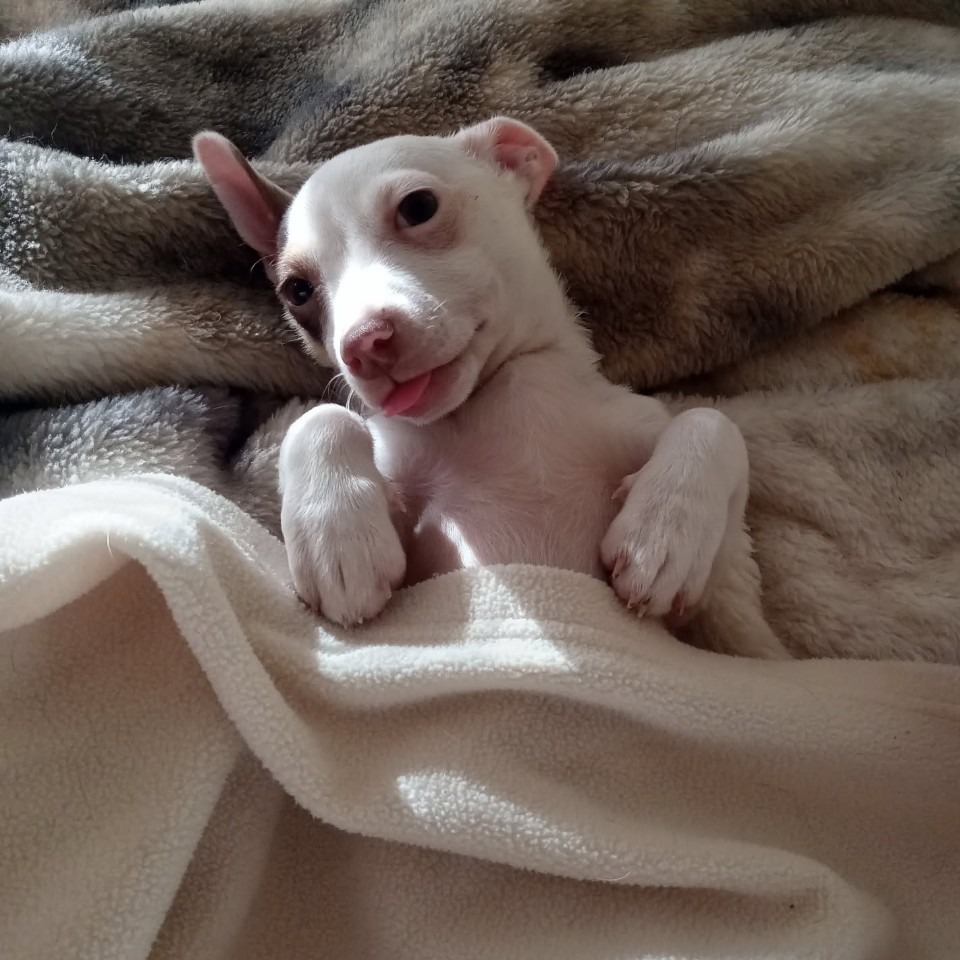 Pumpkin (Chi Brothers)