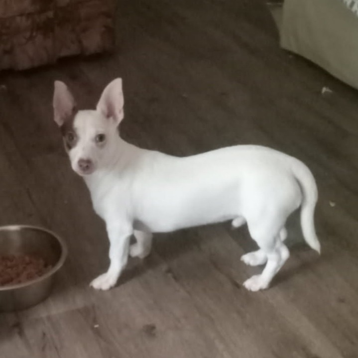Pumpkin (Chi Brothers)