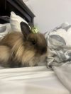 Eevee (Moka) photo 1