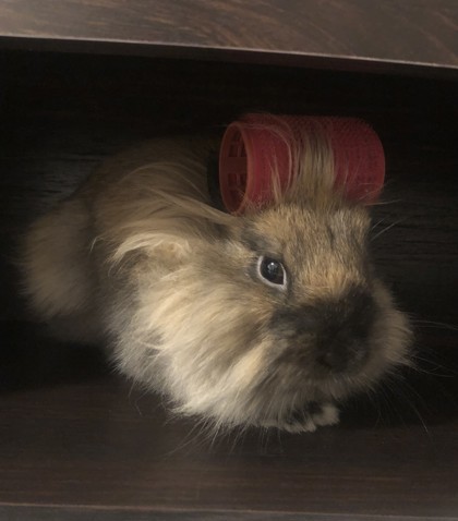 Eevee (Moka)