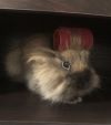 Eevee (Moka) photo 2