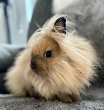 Eevee (Moka)