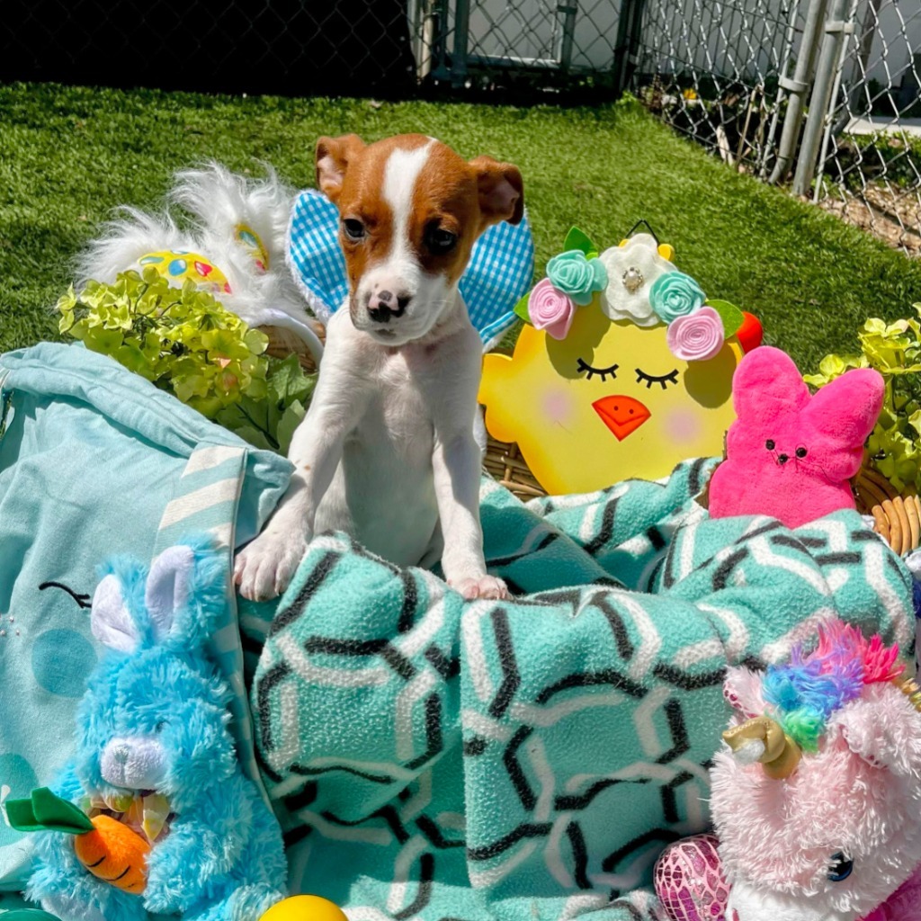 Pixie