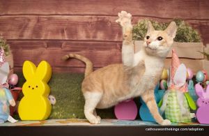 Aleko, Young Male Tabby