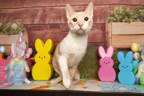 Aleko, an adoptable Tabby in Parlier, CA, 93648 | Photo Image 2