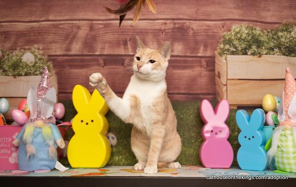 Aleko, an adoptable Tabby in Parlier, CA, 93648 | Photo Image 3