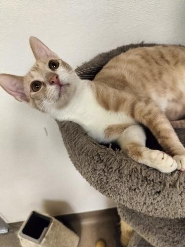 Aleko, an adoptable Tabby in Parlier, CA, 93648 | Photo Image 4