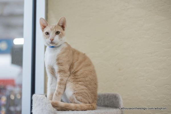 Aleko, an adoptable Tabby in Parlier, CA, 93648 | Photo Image 5