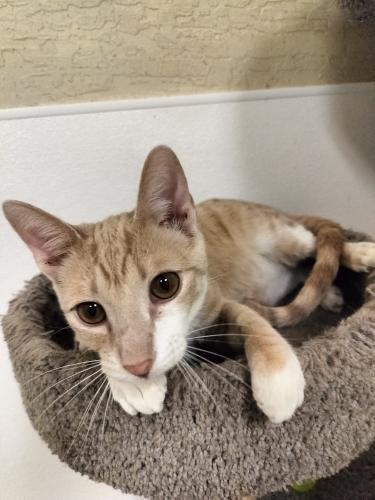 Aleko, an adoptable Tabby in Parlier, CA, 93648 | Photo Image 6