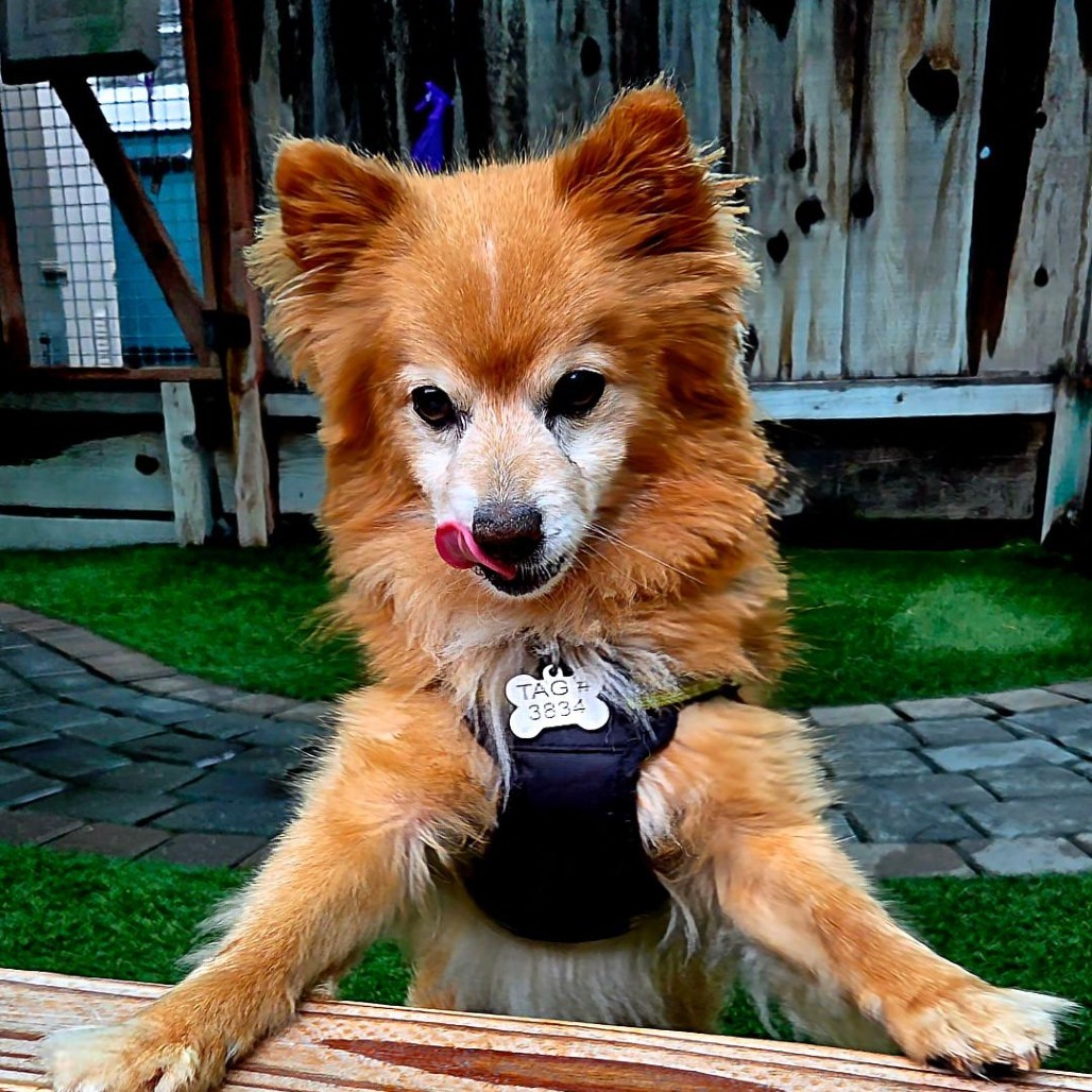 Carrot, an adoptable Pomeranian, Spitz in Pacific Grove, CA, 93950 | Photo Image 5