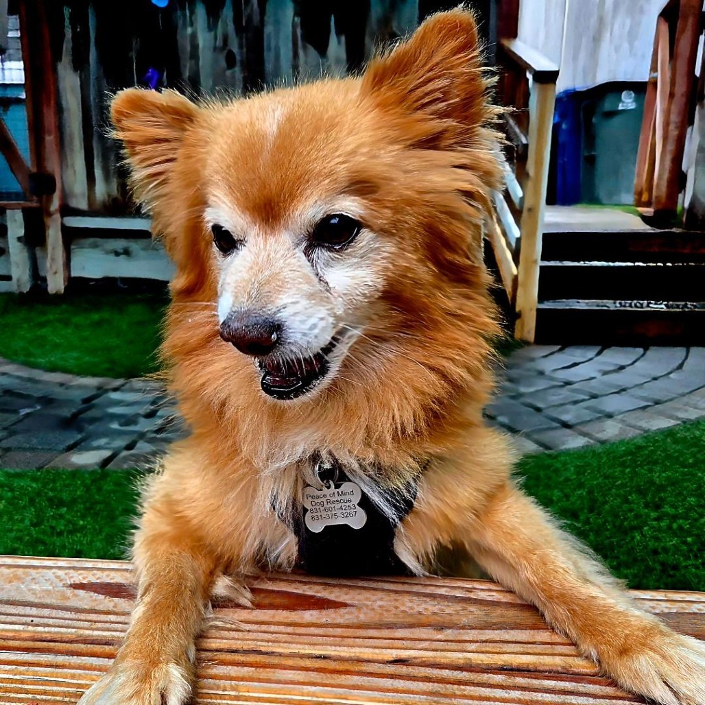 Carrot, an adoptable Pomeranian, Spitz in Pacific Grove, CA, 93950 | Photo Image 6