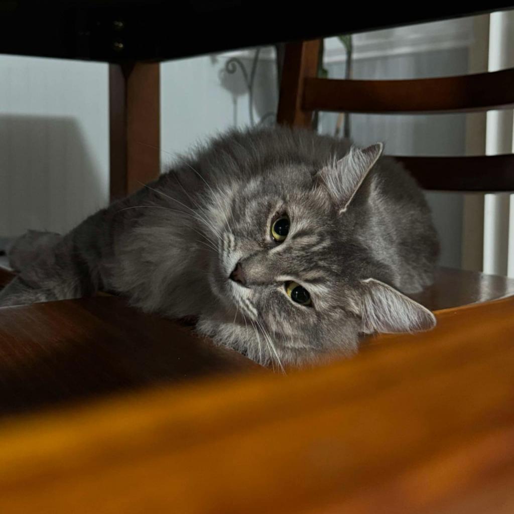 Buffy, an adoptable Domestic Long Hair in Jacksonville, OR, 97530 | Photo Image 1
