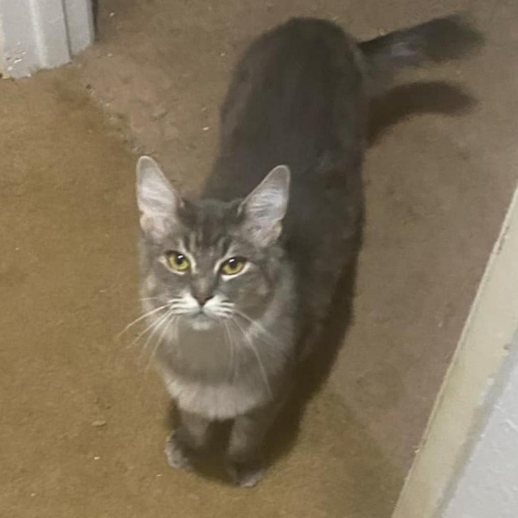 Buffy, an adoptable Domestic Long Hair in Jacksonville, OR, 97530 | Photo Image 2