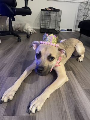 MOANA, Young Female German Shepherd Dog