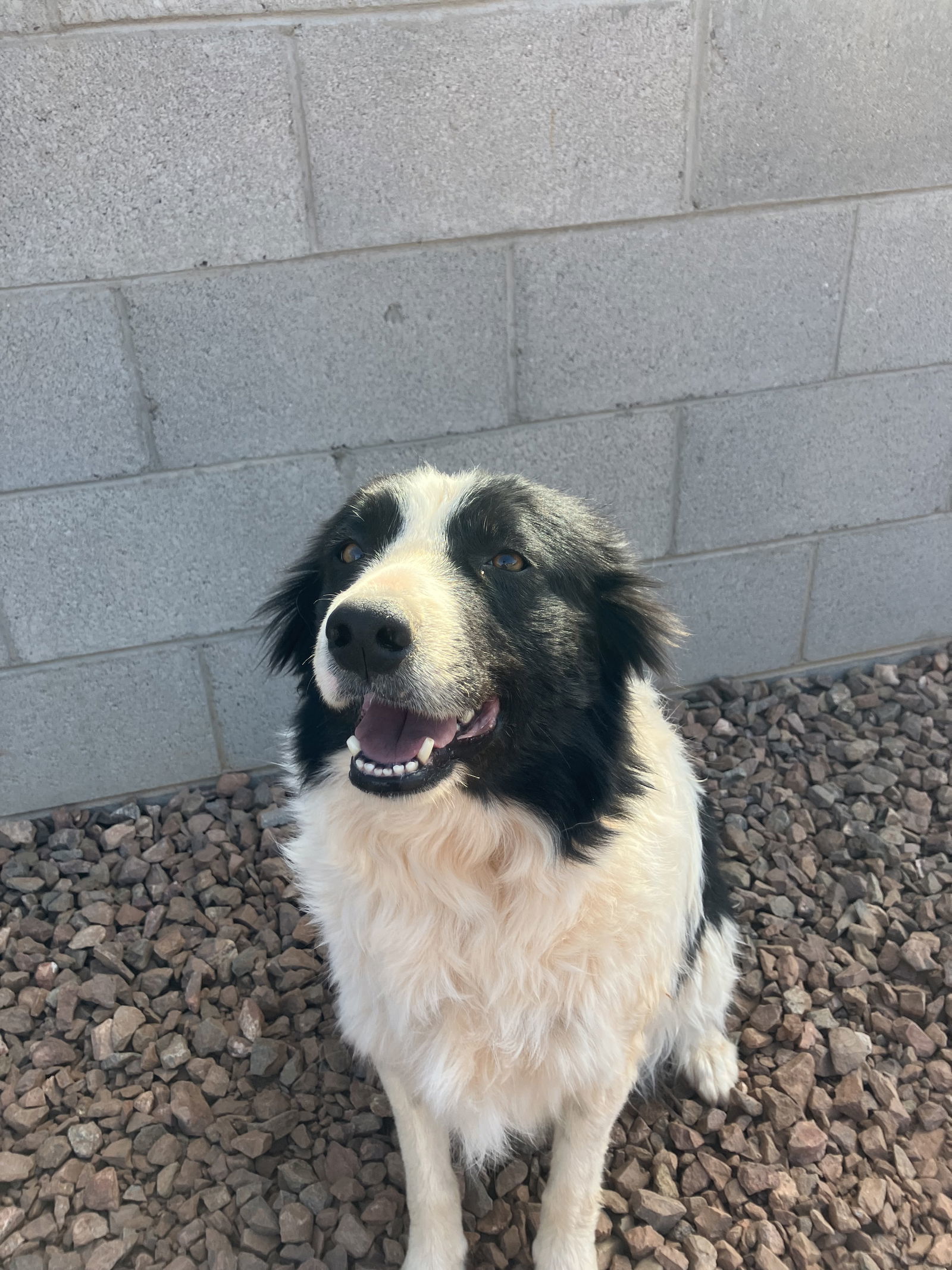 MACIE