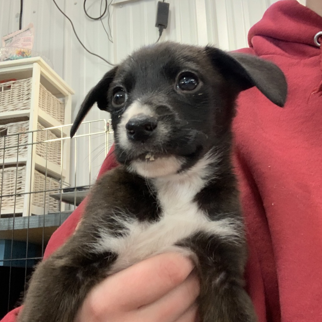 Bobby, an adoptable Border Collie in Spanish Fork, UT, 84660 | Photo Image 1