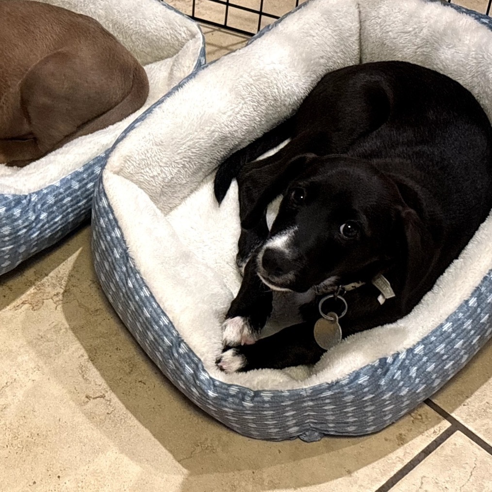 Bobby, an adoptable Border Collie in Spanish Fork, UT, 84660 | Photo Image 2