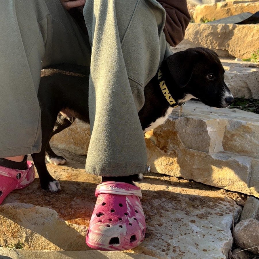 Bobby, an adoptable Border Collie in Spanish Fork, UT, 84660 | Photo Image 3