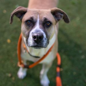 Talon, Adult Male Terrier